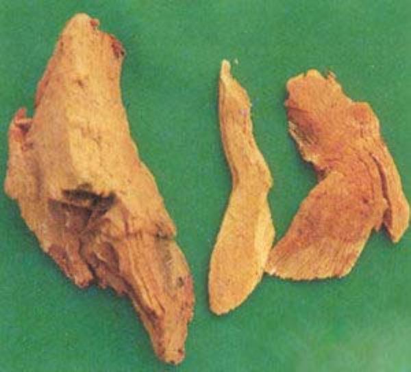 蒸龙草 第1张 蒸龙草