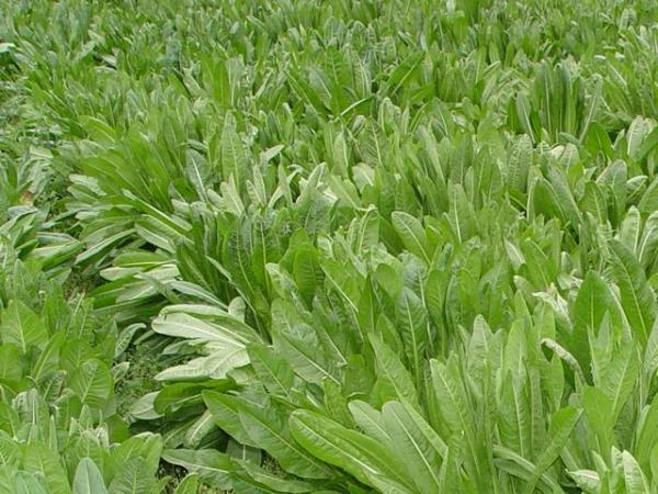 蓝菊 第1张 蓝菊