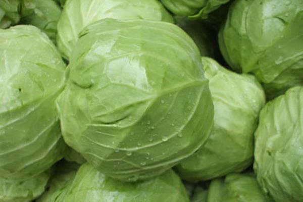 蓝菜 第1张 蓝菜