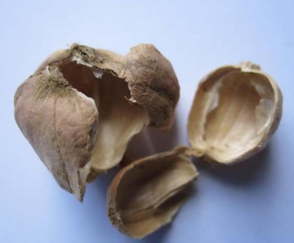 蔻壳 第1张 蔻壳
