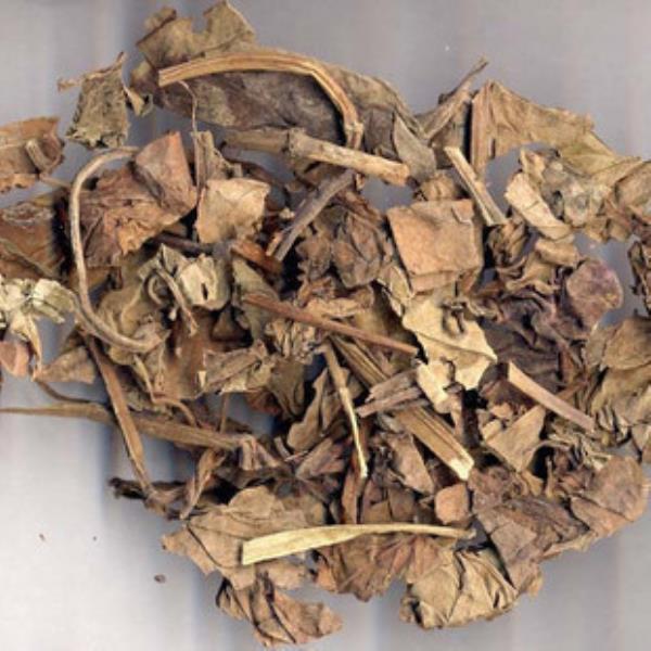 蕺菜 第2张 蕺菜