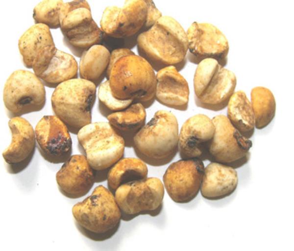 薏米 第3张 薏米