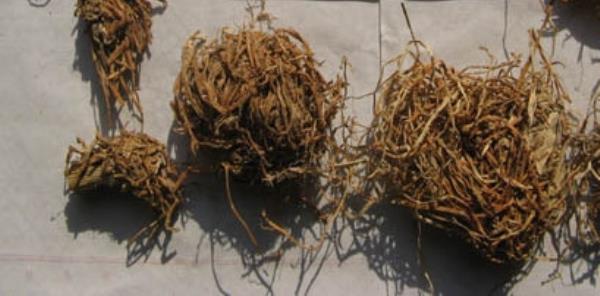薏米根 第1张 薏米根