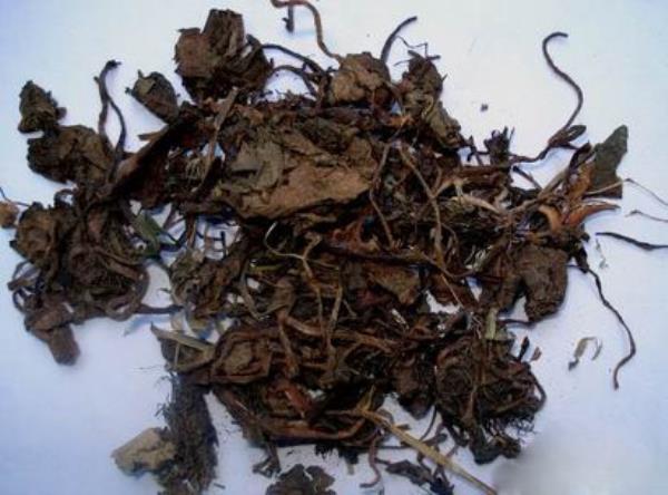 虎耳草 第2张 虎耳草
