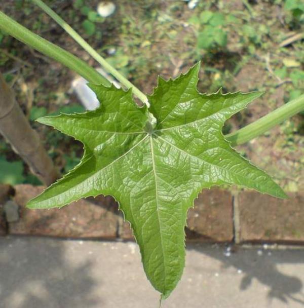 虞刺叶 第1张 虞刺叶