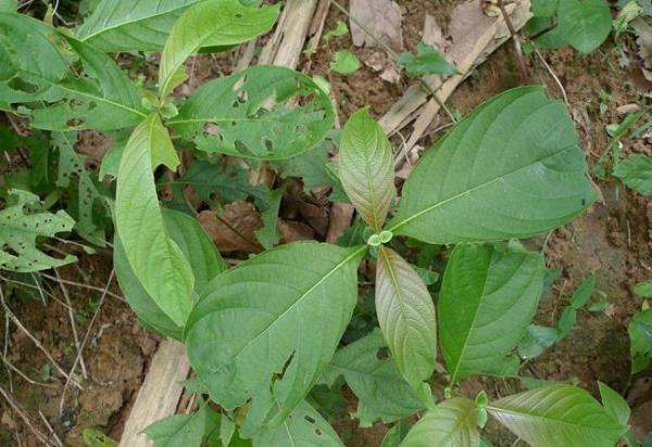 虫豆 第1张 虫豆