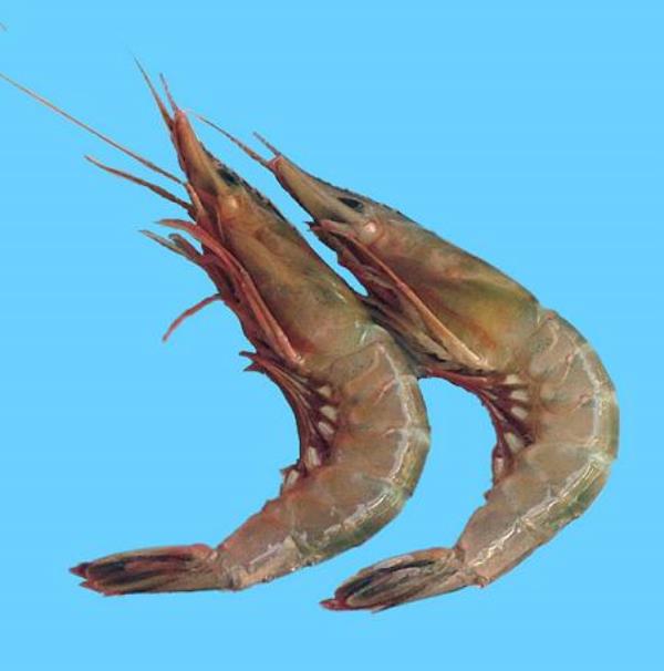 虾 第1张 虾