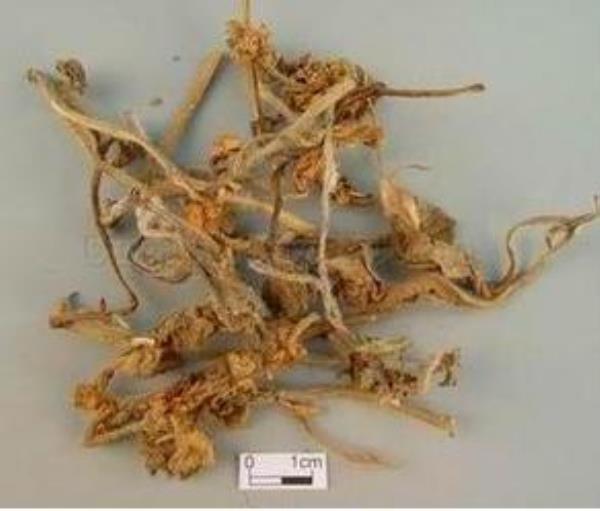 蚊毒草 第1张 蚊毒草