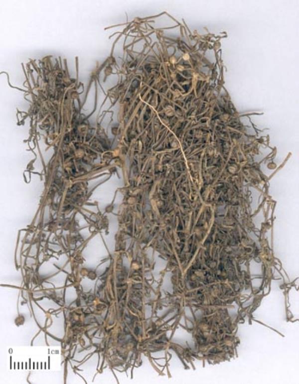 蛇总管 第1张 蛇总管