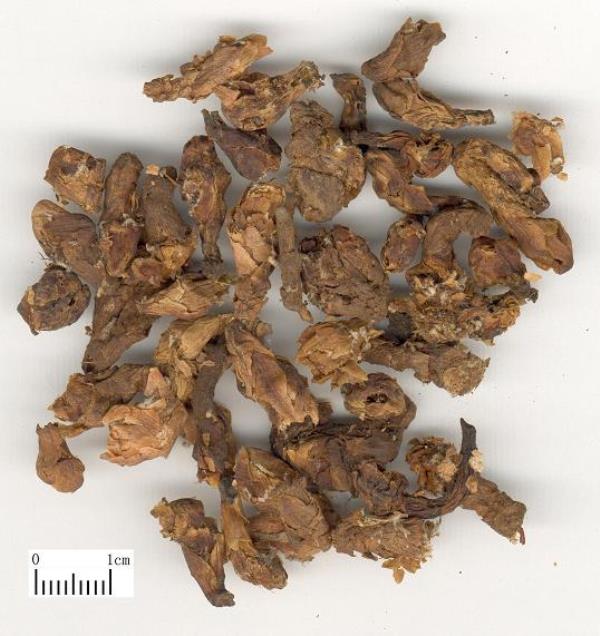 蜜炙款冬花 第1张 蜜炙款冬花
