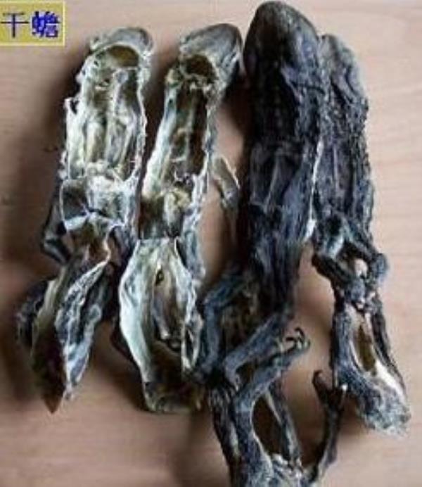 蟾蜍皮 第1张 蟾蜍皮