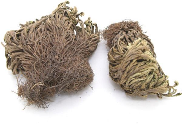 豹足 第2张 豹足