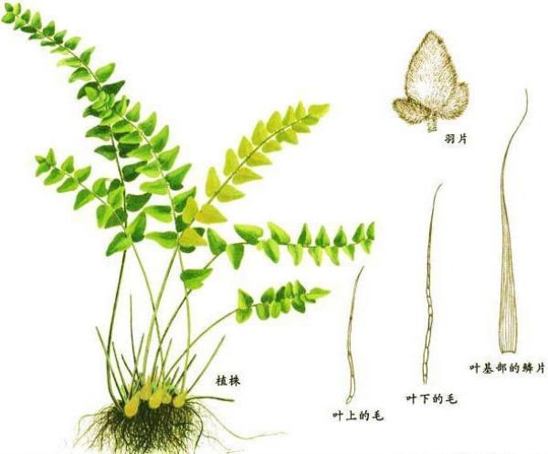 败毒草 第1张 败毒草