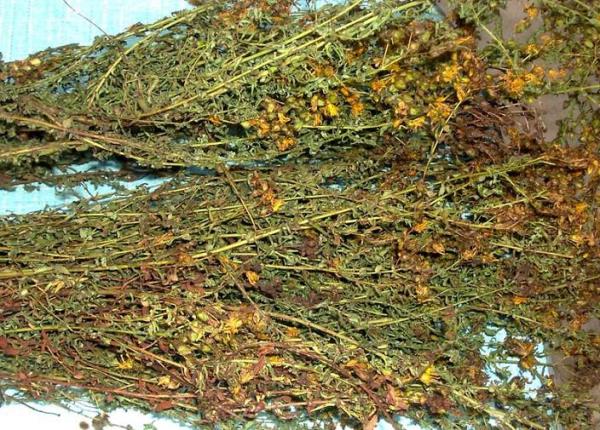 贯叶连翘 第1张 贯叶连翘