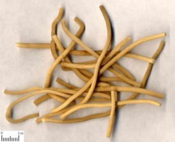 赤须 第1张 赤须