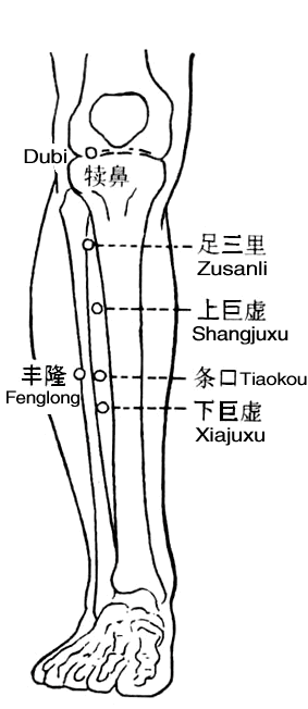 足三里 第1张 足三里