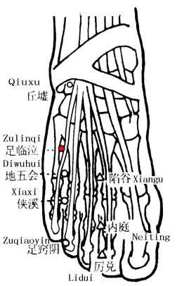 足临泣 第1张 足临泣
