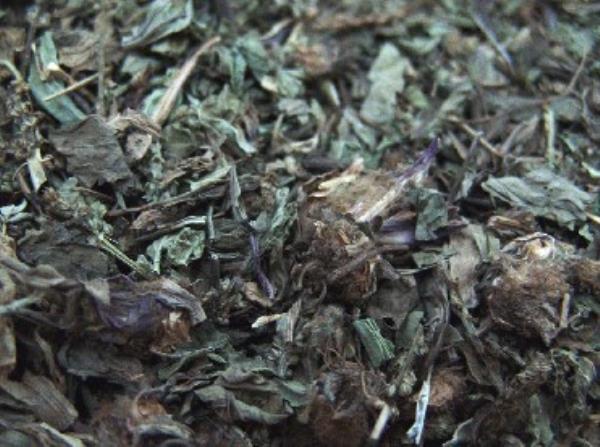 车前草 第1张 车前草
