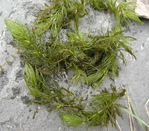 软草 第1张 软草