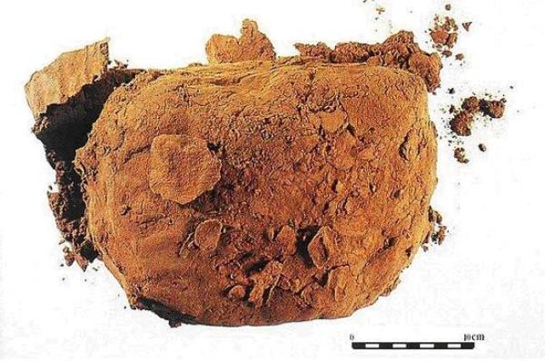 轻马勃 第1张 轻马勃