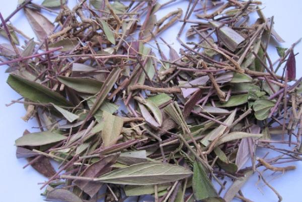 辰砂草 第1张 辰砂草