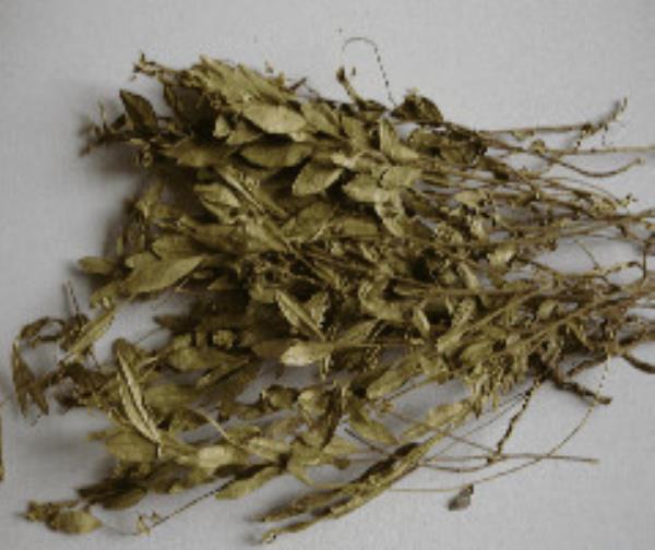 辰砂草 第2张 辰砂草