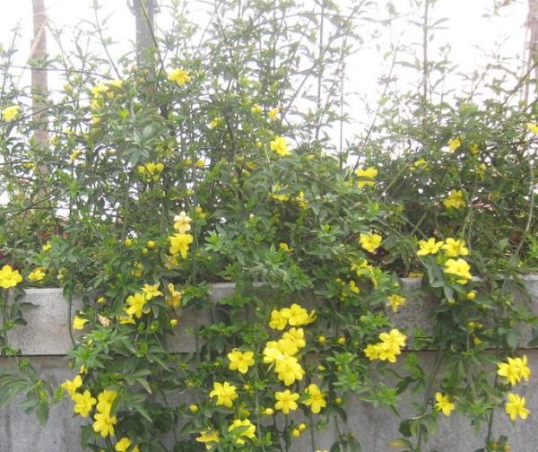 迎春花叶 第1张 迎春花叶
