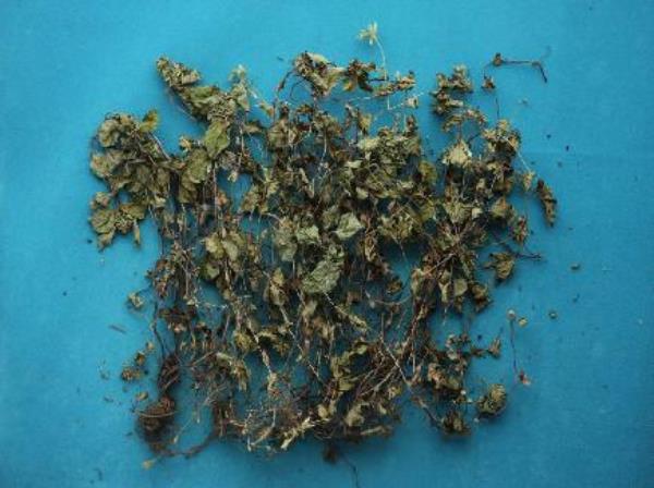野仙人草 第1张 野仙人草
