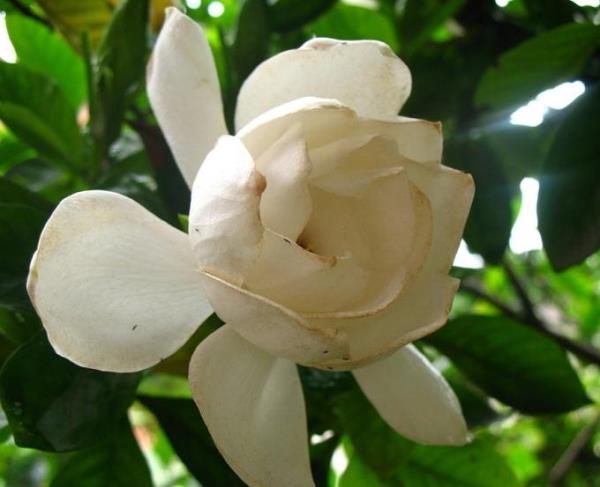 野桂花 第1张 野桂花