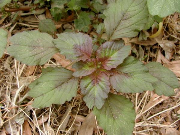 野苋菜 第1张 野苋菜