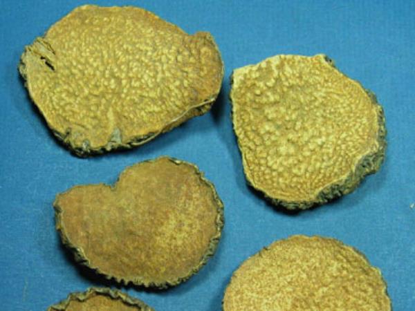 金线吊虾蟆 第1张 金线吊虾蟆