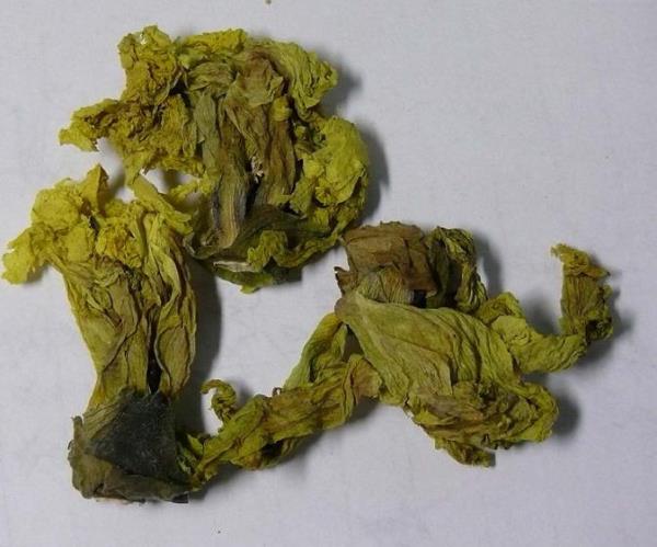 金花捷报 第1张 金花捷报
