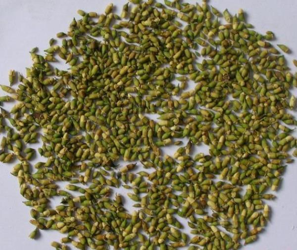 金药树 第2张 金药树