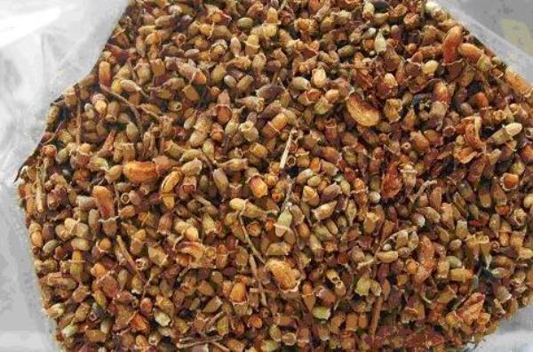 金药树 第4张 金药树