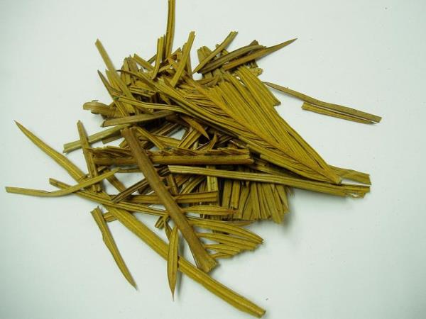 铁树叶 第2张 铁树叶