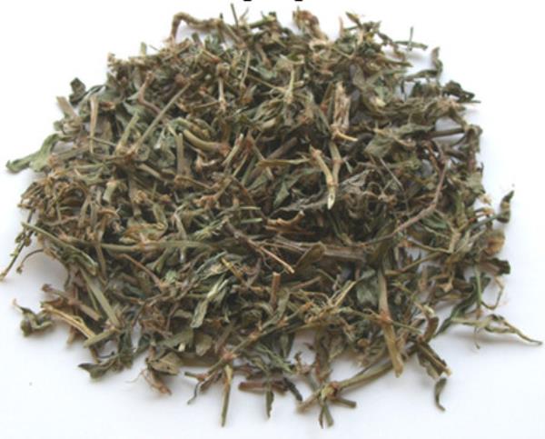 铁绵草 第1张 铁绵草