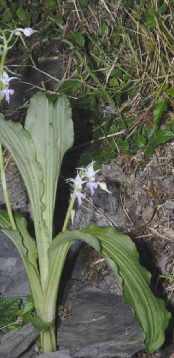 镰萼虾脊兰 第1张 镰萼虾脊兰