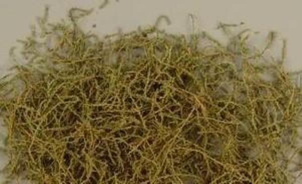 长寿仙人柳 第1张 长寿仙人柳