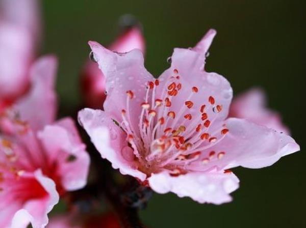 阳桃花 第1张 阳桃花