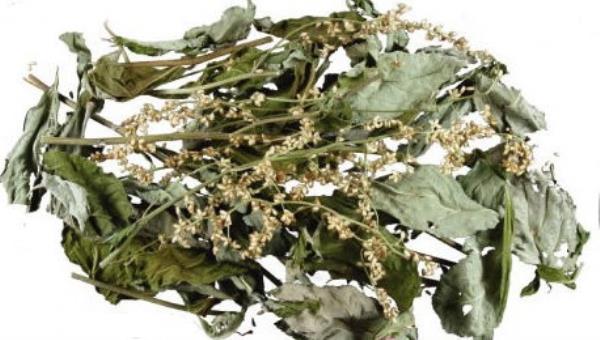 阴行草 第1张 阴行草