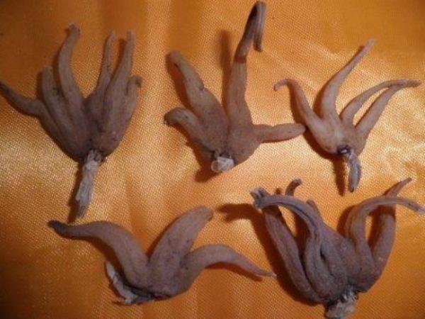 阴阳参 第1张 阴阳参