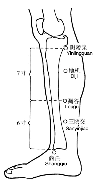 阴陵泉 第1张 阴陵泉
