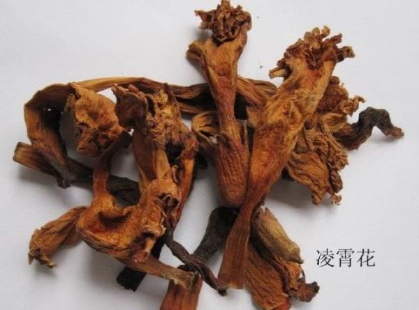 陵霄花 第1张 陵霄花