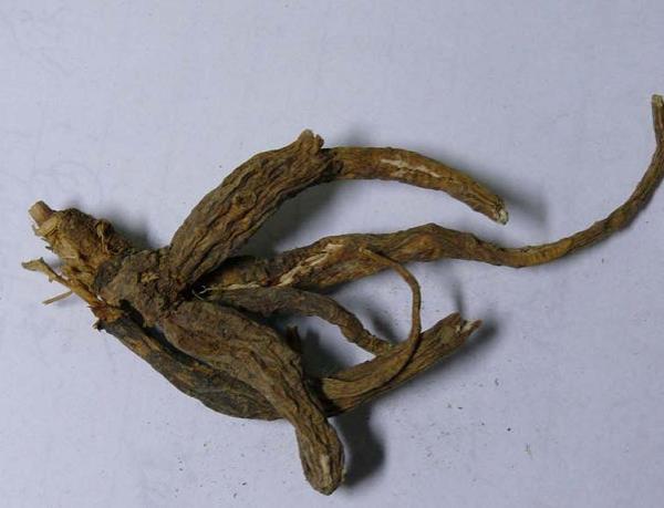 隔山牛皮消 第1张 隔山牛皮消