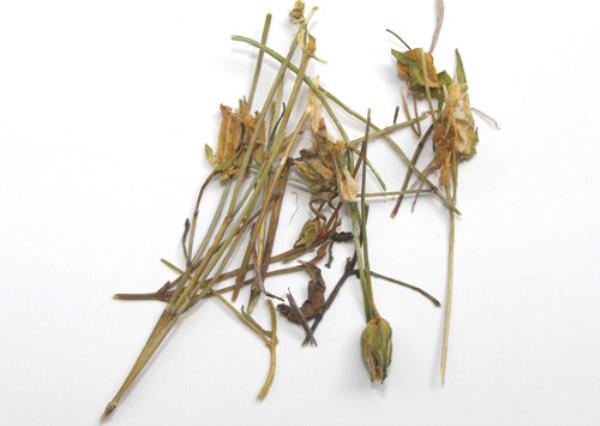 青叶胆 第2张 青叶胆