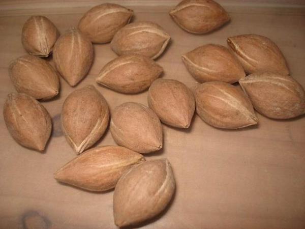 青果核 第1张 青果核