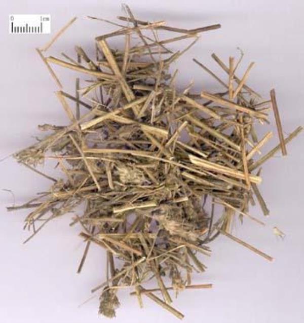 香茸 第1张 香茸