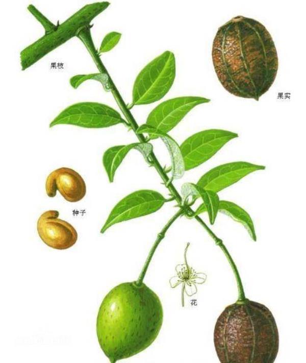 马槟榔 第1张 马槟榔