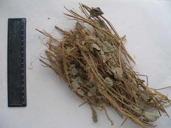 马蹄香 第2张 马蹄香