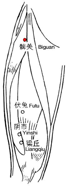 髀关 第1张 髀关